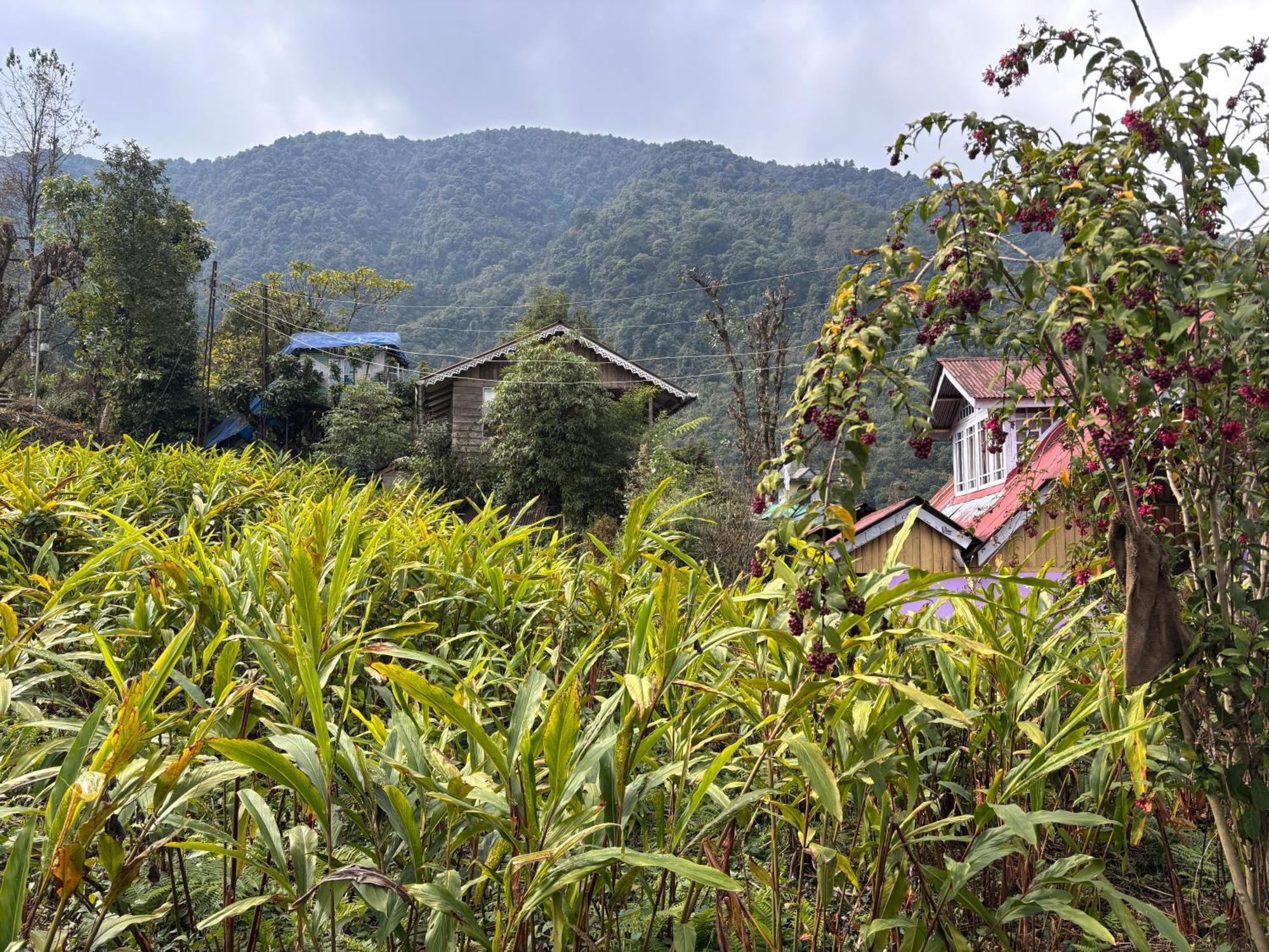 Apartmán Odyssey'S Darap Eco Retreat Pelling Exteriér fotografie